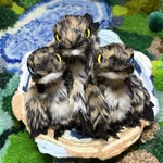 もふっとベビーなラプトリ【オッドアイ】