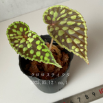熱帯植物ベコニア　クロロスティクタno.1