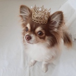 ペット　レースクラウン　ゴールド　誕生日　クラウン　記念日　顎紐　冠　犬　猫　