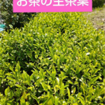 (予約)200g 数量期間限定 採れたて2番茶〜 お茶の葉 新芽 生茶葉 無農薬  伊勢茶