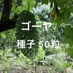 ゴーヤ 種子 30粒 あばしゴーヤ