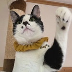 Simple series*°MUSTARD猫シュシュ首輪