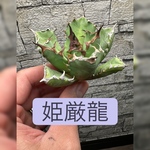 【アガベ】姫厳竜　ボール型　低重心ドワーフタイプ　※同等品送付