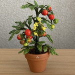 トマトの鉢植え　1