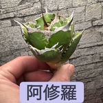 【アガベ】阿修羅　白棘　ボールタイプ　※同等品送付