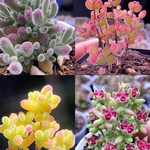 ネコポスで発送❣️多肉植物　ドロサンテマム　キラキラ  4点セット　カット12本