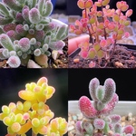 ネコポスで発送❣️多肉植物　ドロサンテマム　キラキラ  4点セット　カット12本