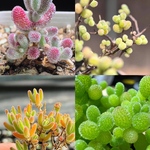ネコポスで発送❣️多肉植物　ドロサンテマム　キラキラ  4点セット　カット12本