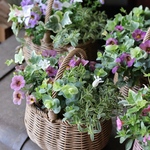 《在庫整理SALE》カリブラコアとリーフのミニ花籠寄せ植え