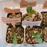 アデニウムアラビカムイェメン