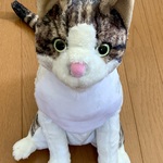 白キジのお座り猫