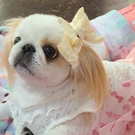 可愛さ増し増しリボン(ワンコ用
)