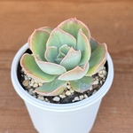 夕波　ミックスベリア　おらいさん苗　多肉植物