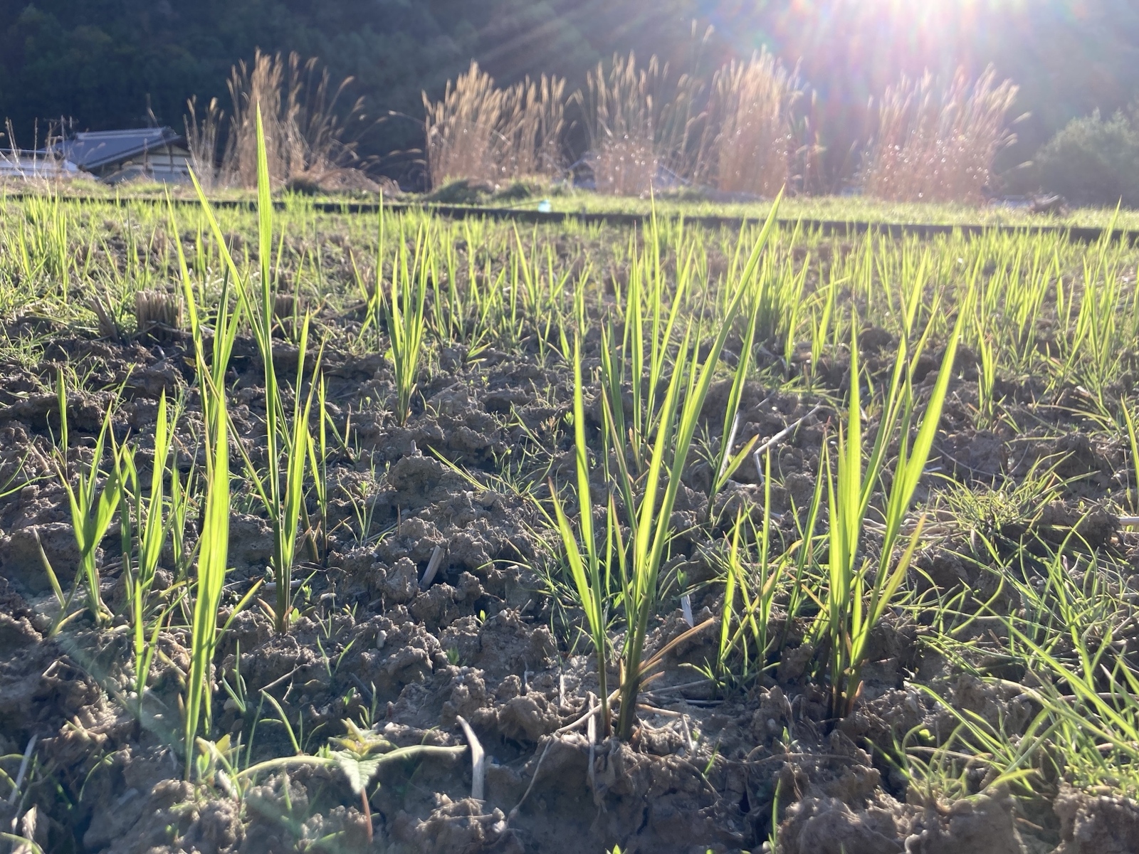 原生種　真菰(まこも)の新芽　苗12本 原生種 真菰(まこも)の新芽 苗 3本 - studiomoku | minne byGMO