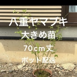【限定】ヤエヤマブキ 苗木 1株 ＊ 長め70cm 八重山吹 ヤマブキ やまぶき