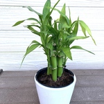 ミリオンバンブー　開運☆観葉植物☆