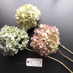 【B】カラフル紫陽花ドライフラワー3本セット＊大輪＊ステム付き＊インテリアに