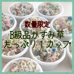 数量限定！B級品かすみ草ドライフラワー詰め合わせ