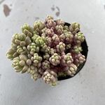 パープルヘイズ＊1ヶ・土つき苗・多肉植物