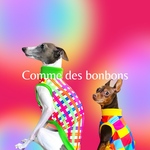【イタグレ ウィペット】Comme des bonbons