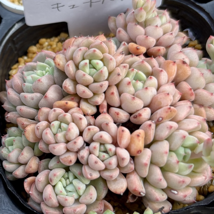 ぴ*け様 B1688-5 キュートバブル 20株 抜き苗 多肉植物 エケベリア ぴ