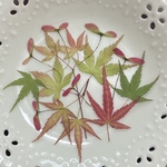 もみじ(押し花)②