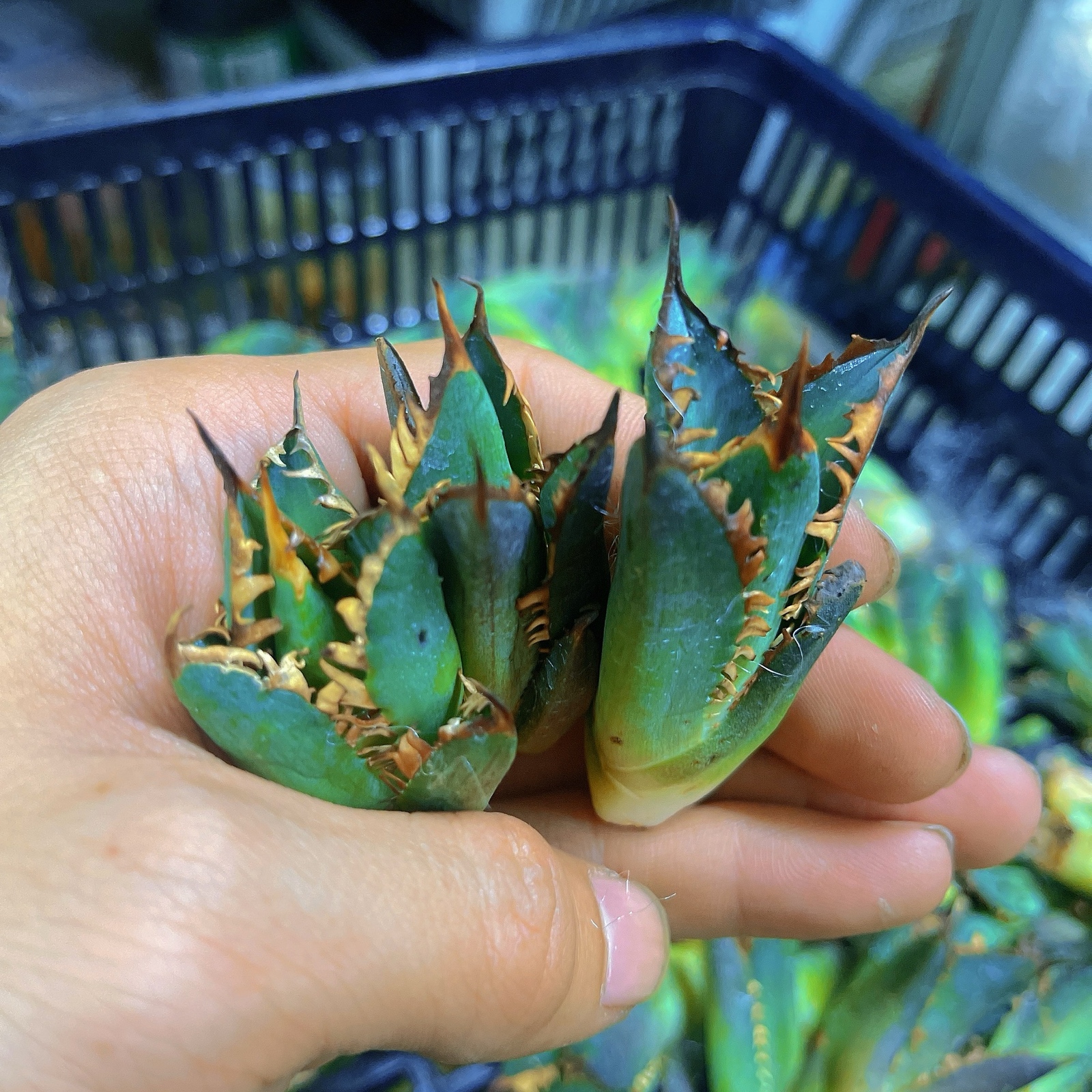 アガベ スーパーチタノタ シーザー 狂刺優良血統超極上棘 美株