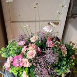ペチュニアジュリエット桜モダン寄せ植え花苗セット