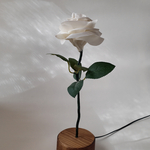 【White Rose】Natural style - Organic brown