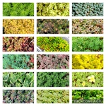 多肉植物セダム　18種類　各5カットずつ【育成説明書付】