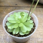 虫取りスミレ♡食虫植物♡可愛い♡インテリア