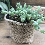 レア品種♡碧魚連♡多肉植物♡ガーデニング