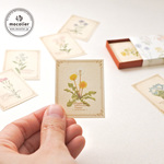野の花の小さな図鑑風メッセージカードBOX