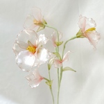 【単品販売】葵の花 1本 f3076