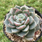 レッドベルベット・抜き苗・多肉植物