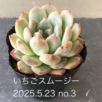 多肉植物　いちごスムージーno.3