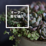 【オーダー】＊お任せ多肉植物の寄せ植え＊