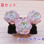 【レア品種】☆ショートケーキ☆多肉植物3苗セット 土・根付き