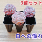 【レア品種】☆白への憧れ☆多肉植物3苗セット 土・根付き