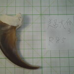 ヒグマ超大爪～骨取り外し式加工用 3