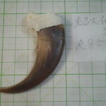 ヒグマ超大爪～骨取り外し式加工用 5