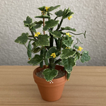 きゅうりの鉢植え　1