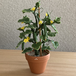 きゅうりの鉢植え　2
