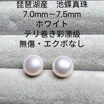 フォロー感謝セール　琵琶湖産　池蝶真珠　テリ巻き彩凛級　7.0mm〜7.5mm