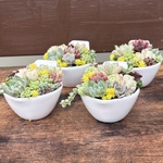 多肉植物 寄せ植え そのまま飾れる(⑉• •⑉)白陶器鉢フック付き