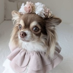 ペット花冠　~rose pink gold~ 花冠　ホワイト　犬　猫　うさぎ　誕生日　　リングドッグ　