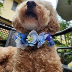 紫陽花のチョーカー　犬チョーカー　花冠　犬リボン　ヘッドドレス　犬用　アジサイ　あじさい　チワワ　トイプードル　ヨーキー　ミニチュアダックス マルチーズ