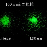新規取り扱い♪ 蓄光顔料 ゾックスフォスファー 大粒子径・最強のグリーン発光 ２５０μm