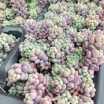 パープルヘイズ 1鉢