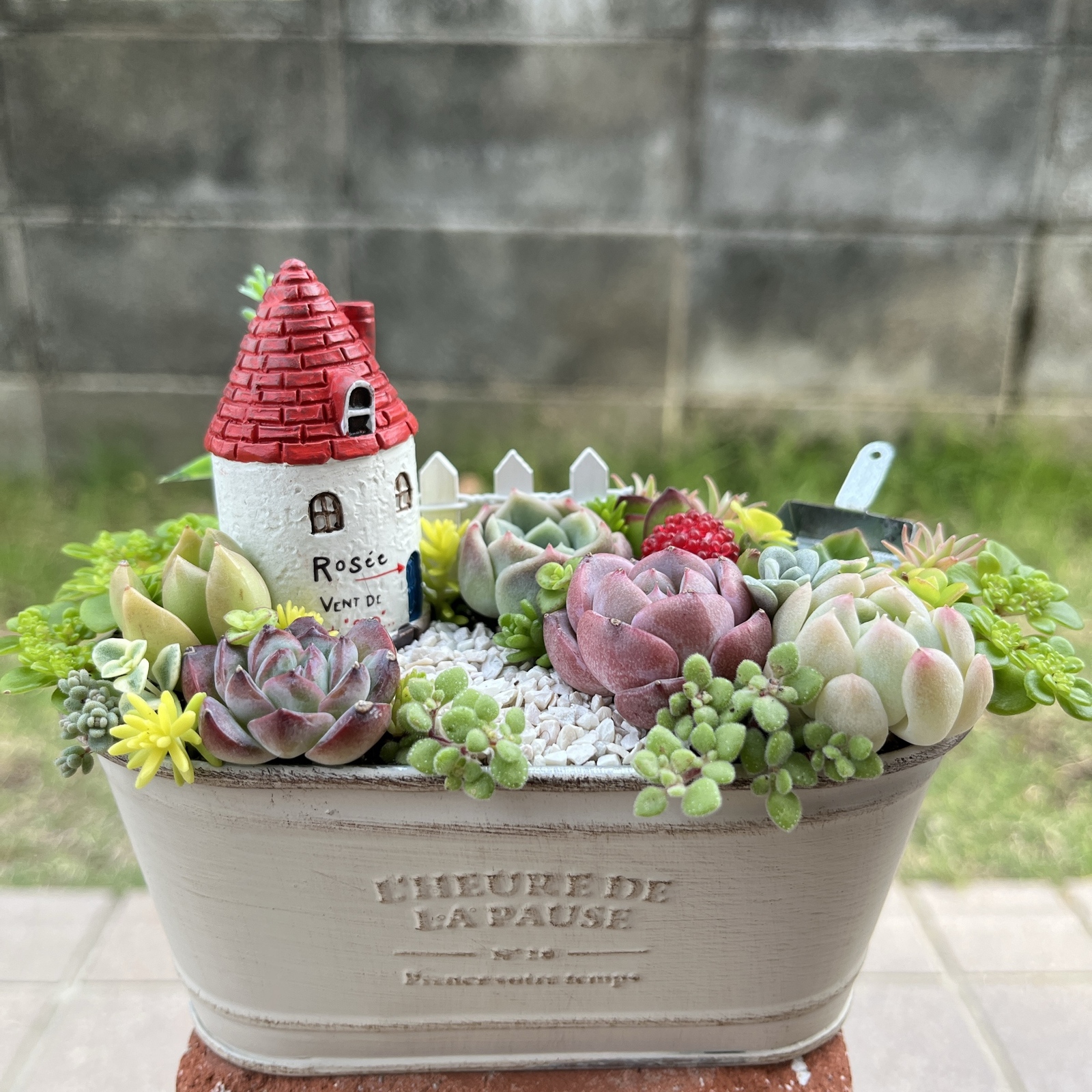 そのまま飾れる〜多肉植物寄せ植え(ハンドメイド)カエル